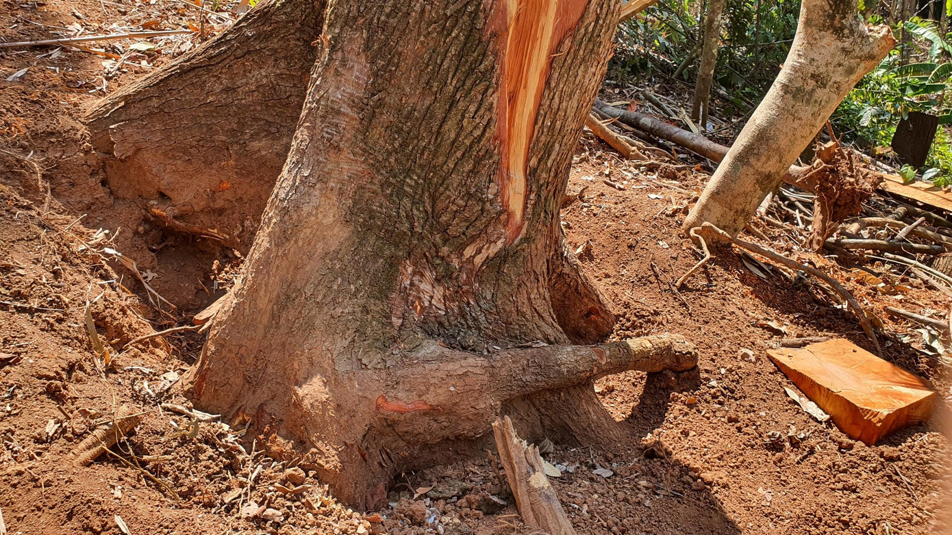 Rừng nơi đây còn khá nguyên sơ nên lâm tặc phải đào bới phá tổ kiến quanh gốc để cưa hạ thân gỗ.