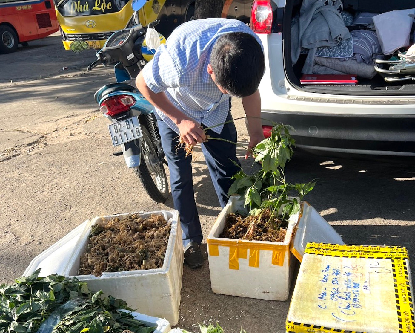 Các thùng xếp chứa các loại củ giống sâm Ngọc Linh