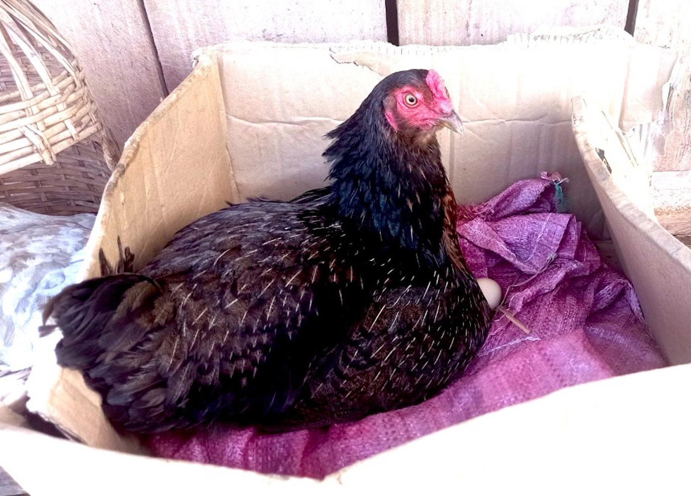 Năm 2021, các nhà hảo tâm đã hỗ trợ 25 đàn gà (mỗi đàn 2 triệu đồng) tặng 25 em nhỏ hoàn cảnh khó khăn ở huyện Kbang, Gia Lai. Hiện các đàn gà đang phát triển tốt, đẻ trứng, nở con. Có em đã bán trứng gà mua sách vở cho năm học mới. Năm 2021, các nhà hảo tâm đã hỗ trợ 25 đàn gà (mỗi đàn 2 triệu đồng) tặng 25 em nhỏ hoàn cảnh khó khăn ở huyện Kbang, Gia Lai. Hiện các đàn gà đang phát triển tốt, đẻ trứng, nở con. Có em đã bán trứng gà mua sách vở cho năm học mới.