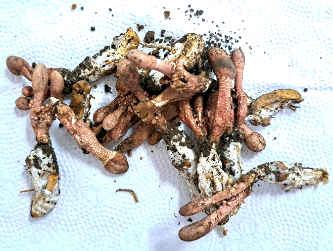 Loại nấm mọc từ nhộng ve sầu mà anh H. ăn. Ảnh: Internet Loại nấm mọc từ nhộng ve sầu mà anh H. ăn. Ảnh: Internet