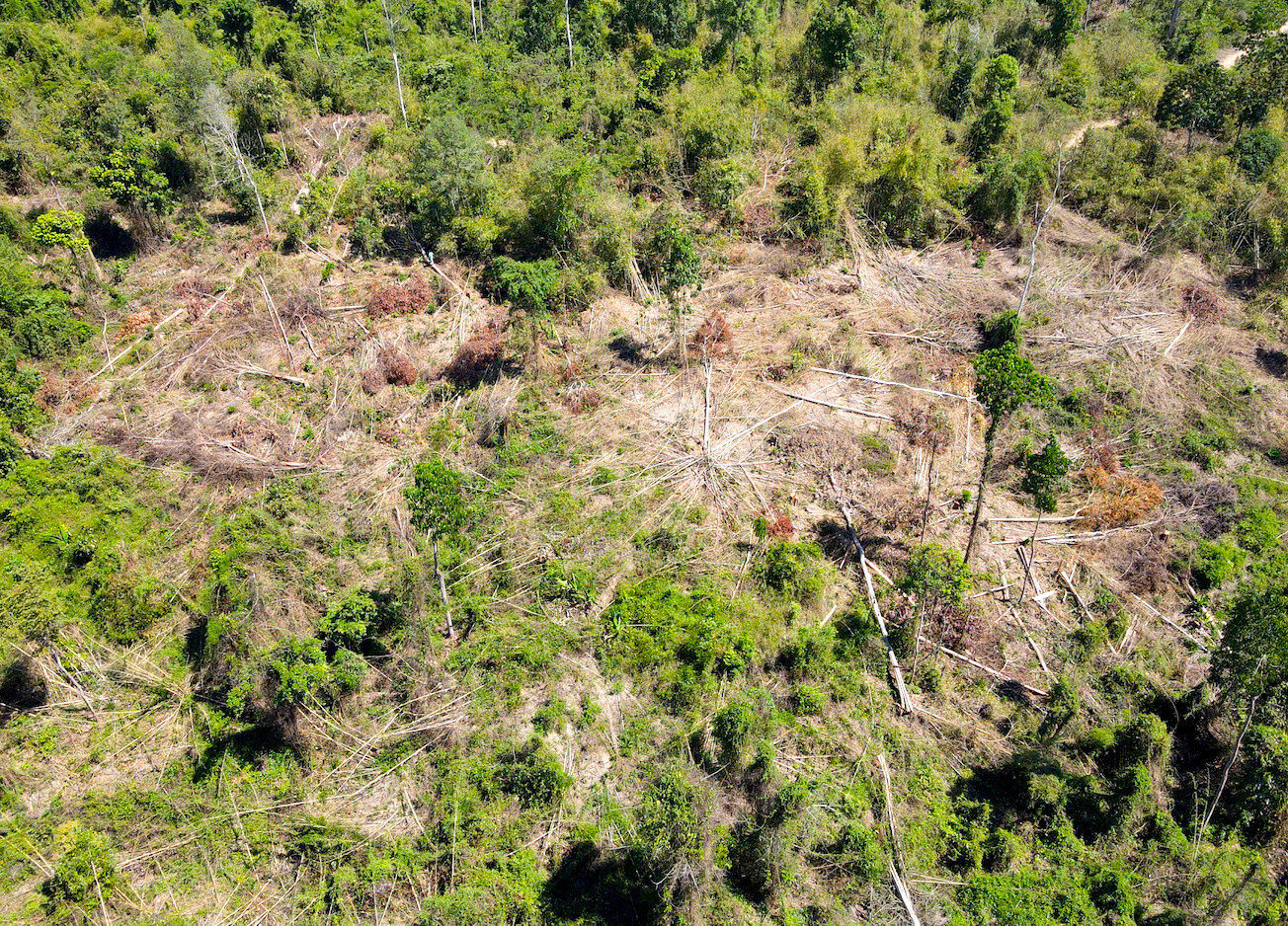 Rừng bị phá ngổn ngang tại địa phận xã Ia Tơi