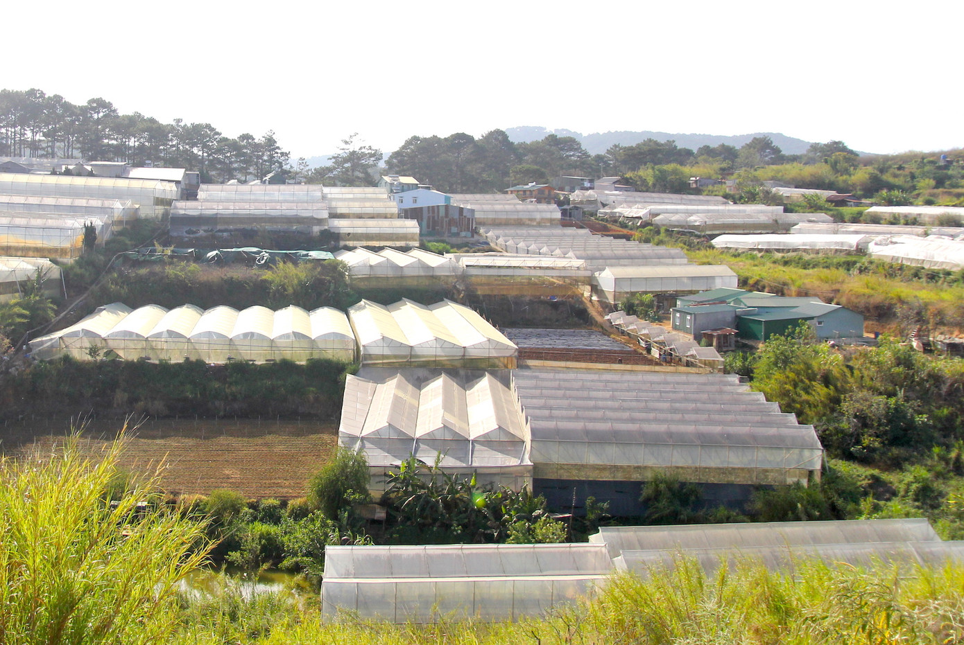 Một số kiến trúc sư và nhà khoa học cho rằng nên chuyển đổi những nhà kính kém hiệu quả sang nhà kính được thiết kế khoa học, phù hợp cảnh quan, có chiều cao hợp lý.