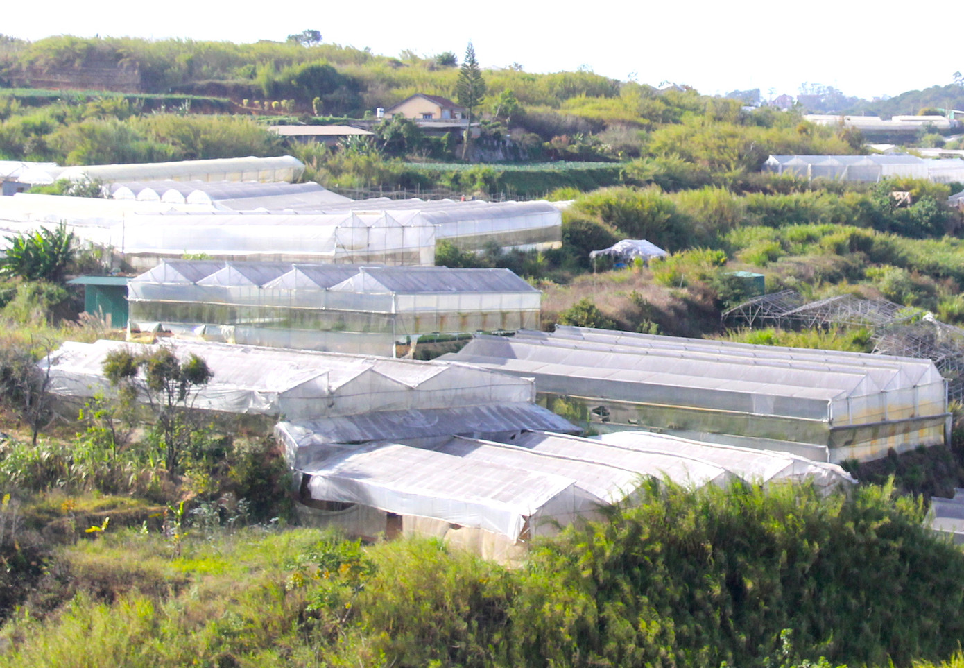 Việc người dân đua nhau làm nhà kính bất tuân quy hoạch đã và đang để lại hệ lụy về khí hậu, cảnh quan môi trường cho đô thị Đà Lạt.