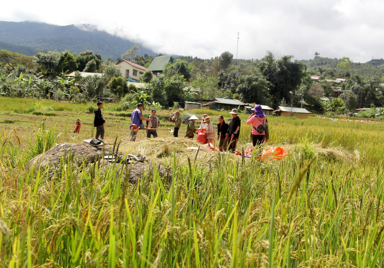 Người dân Xơ Đăng làm đổi công để thu hoạch lúa cho nhau. Người dân Xơ Đăng làm đổi công để thu hoạch lúa cho nhau.