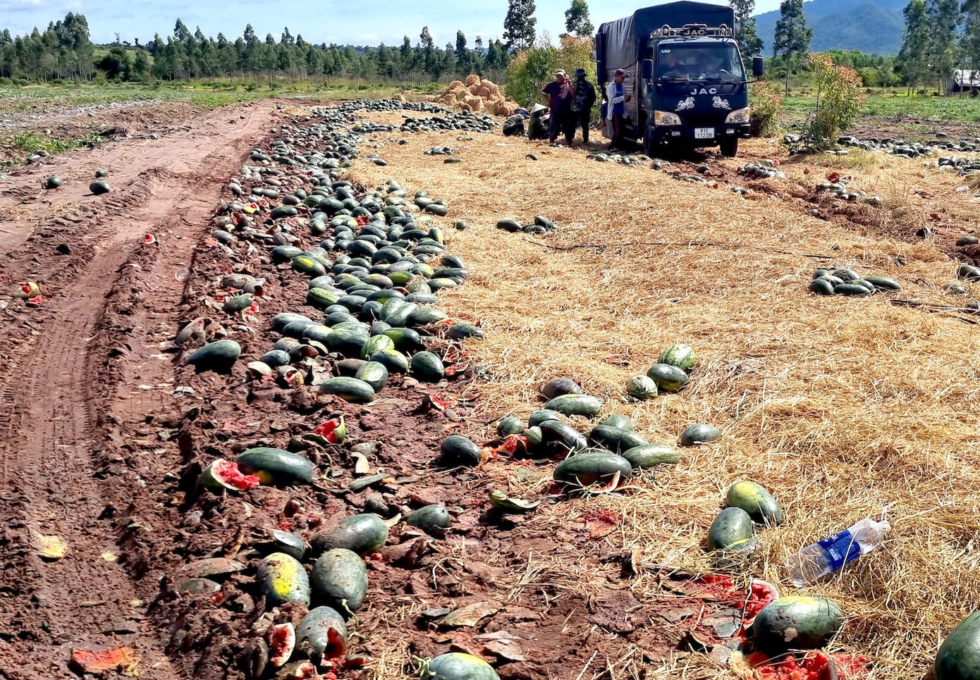 Cả những quả dưa trên 4 kg cũng bị vứt bỏ khắp nơi.