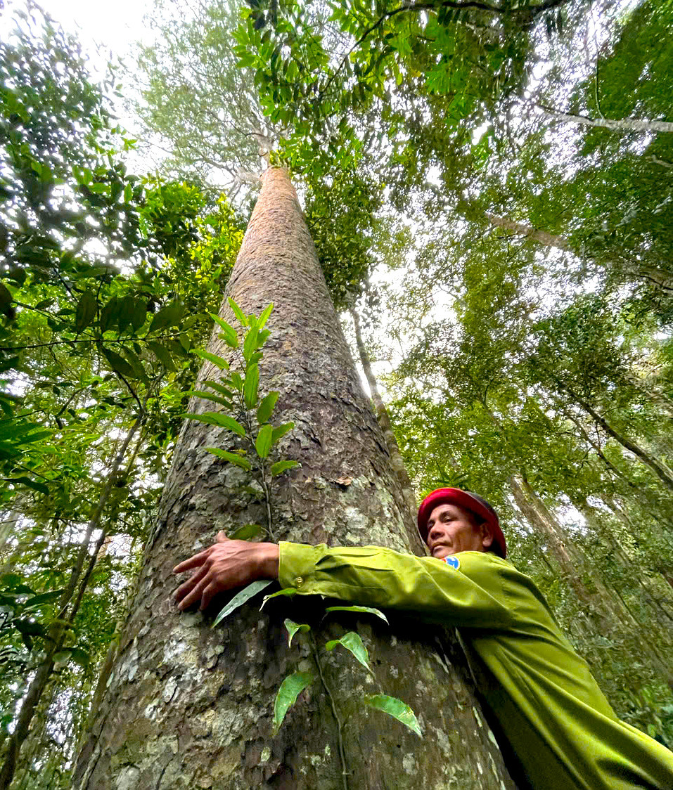 Thân cây thẳng tắp, vươn lên cao vút trên những tầng tán xanh mướt của rừng già.