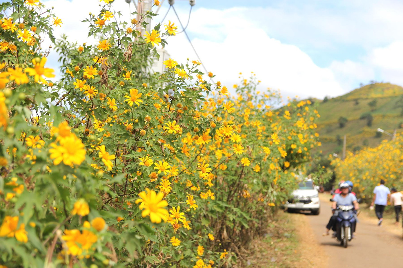 Mùa này những cung đường ở Gia Lai đều được phủ màu vàng của hoa dã quỳ.