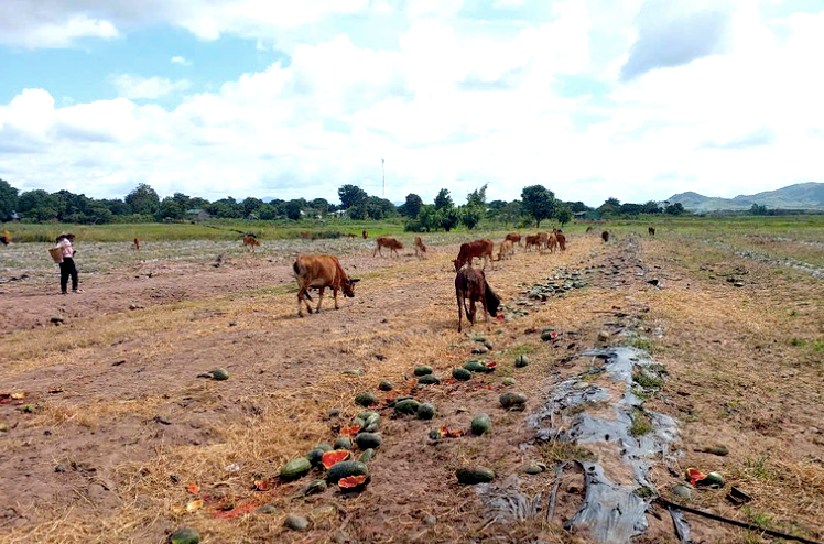 Có hộ gia đình mặc bò vào ruộng ăn dưa hấu