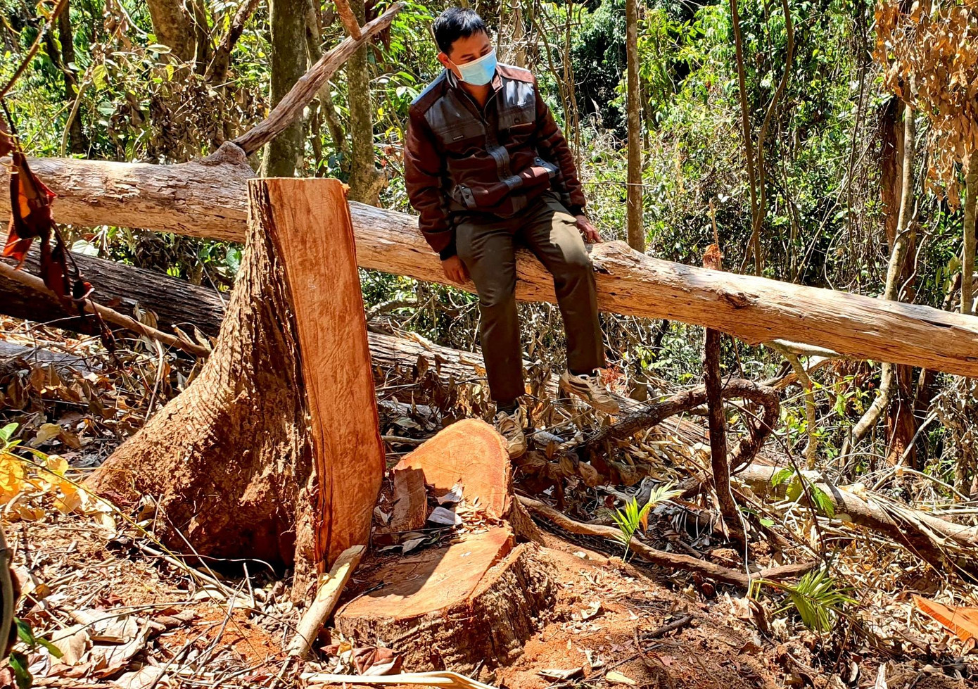 Hiện trường vụ khai thác lâm sản trái phép