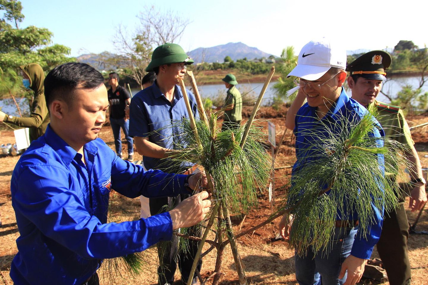 200 cây thông đã được trồng ở khu vực gần cầu treo Biển Hồ
