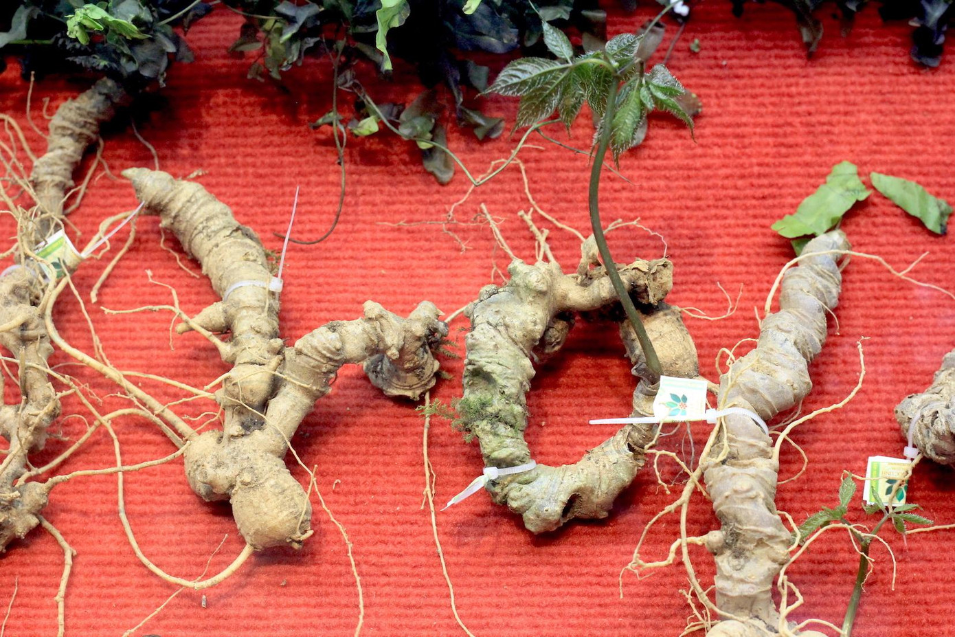 Củ sâm Ngọc Linh K5