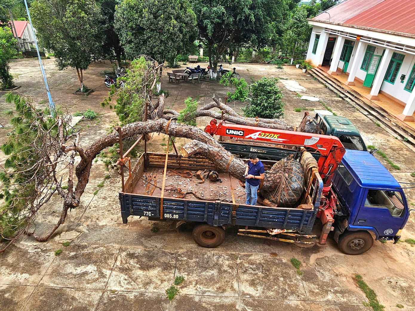 Hai cây thông trong vụ việc. Hai cây thông trong vụ việc.