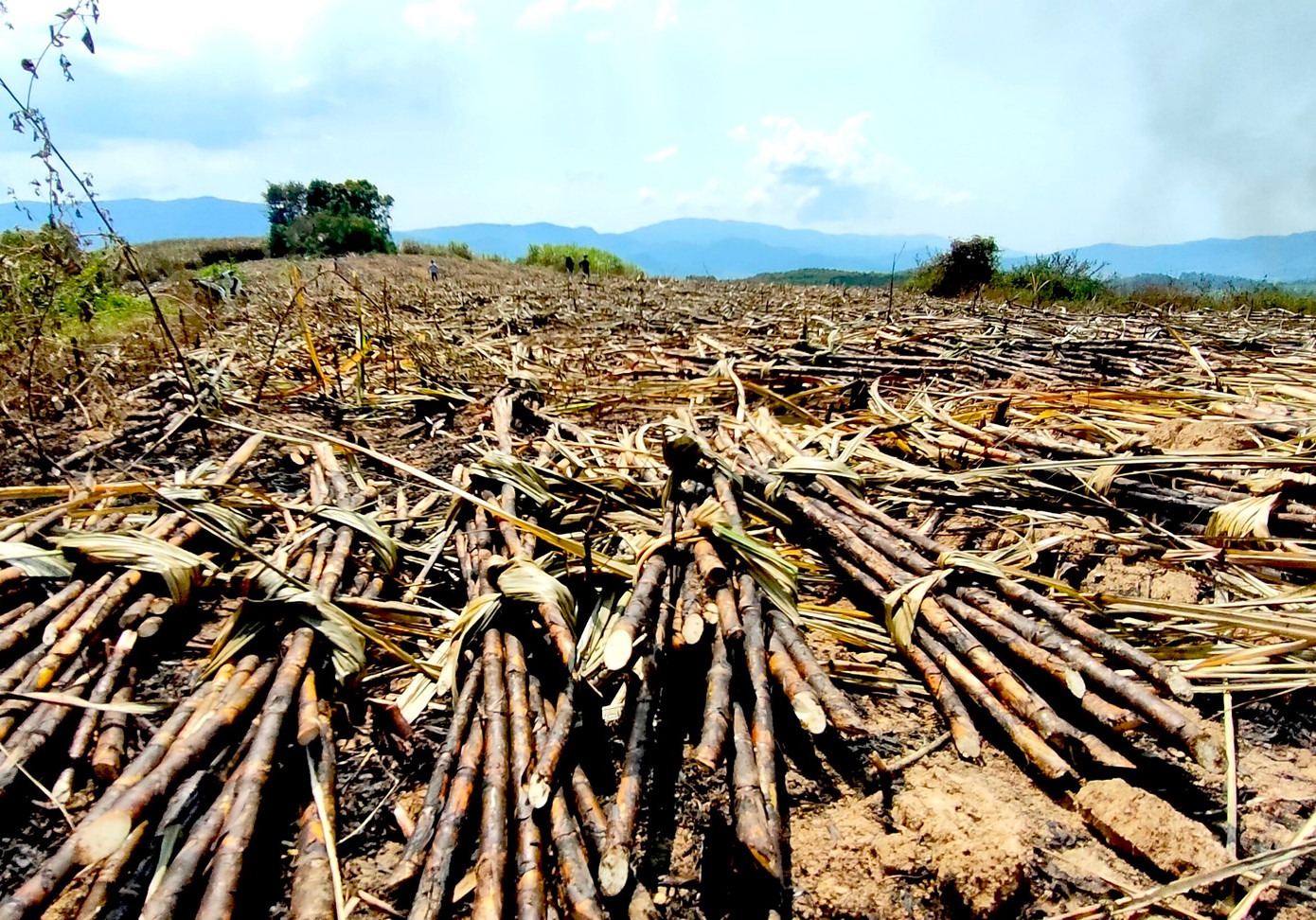 Có nhiều nguyên nhân dẫn tới việc cháy mía. Trong đó, chủ yếu do một số người dân chưa cẩn thận trong vệ sinh ruộng mía sau thu hoạch, dẫn đến cháy lan sang các ruộng khác, hoặc do có người cố tình phá hoại.