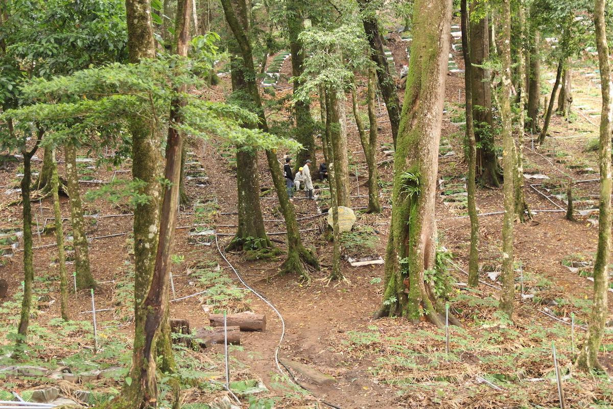 Một vườn sâm Ngọc Linh ở huyện Tu Mơ Rông Một vườn sâm Ngọc Linh ở huyện Tu Mơ Rông