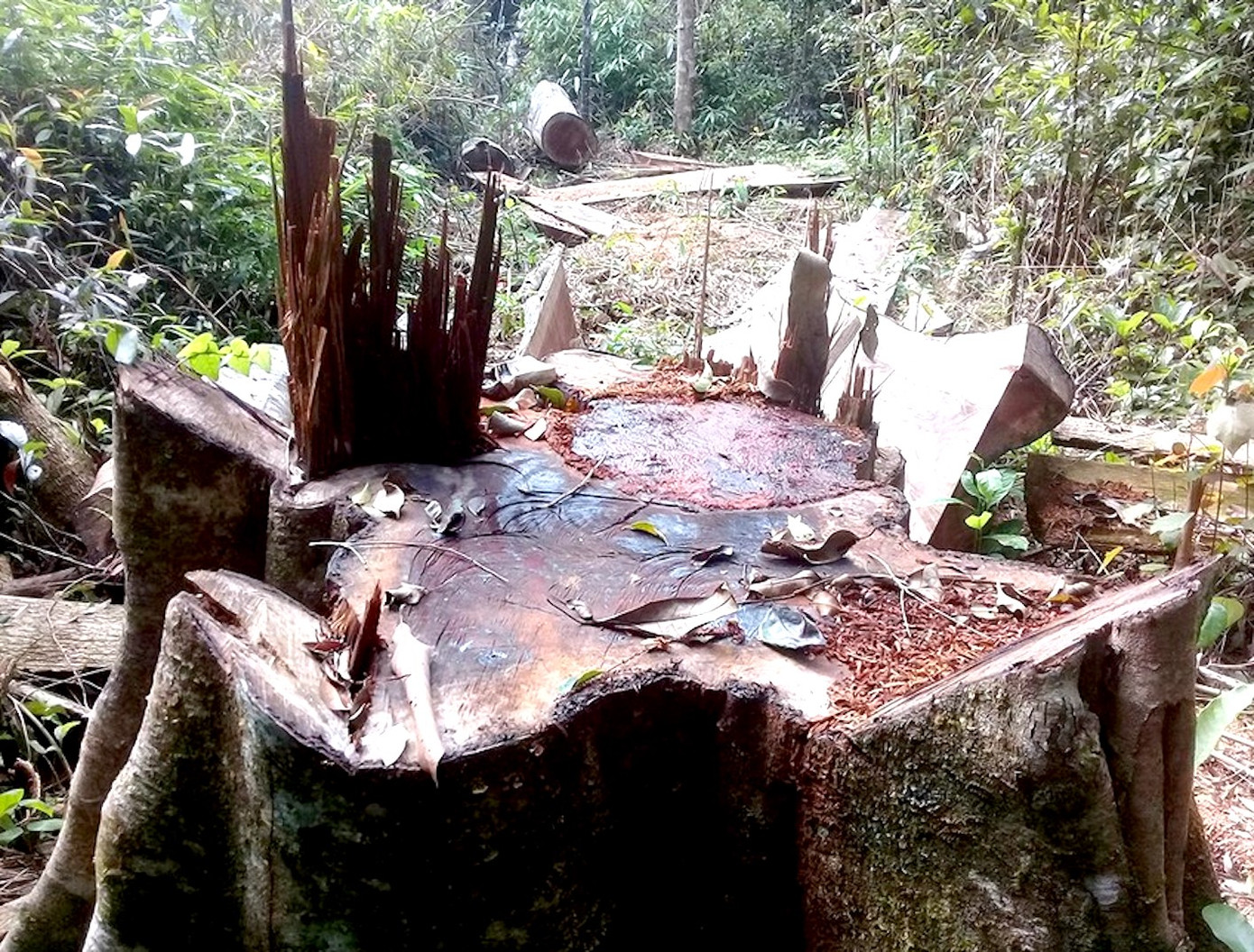 Một vụ khai thác lâm sản trái phép ở Vườn quốc gia Kon Ka Kinh