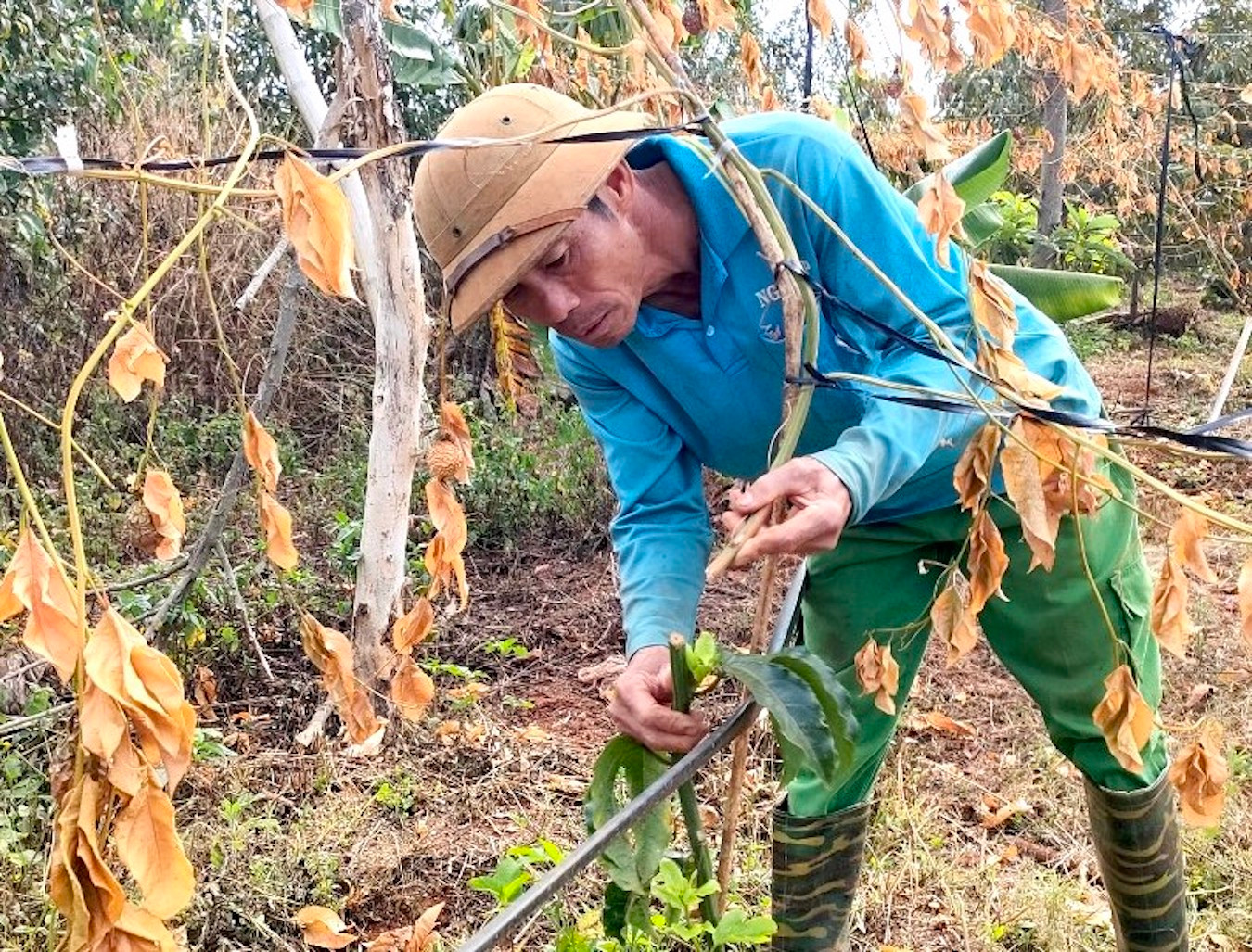 Kẻ gian nhẫn tâm chặt gốc cây chanh dây đang thời kỳ thu hoạch Kẻ gian nhẫn tâm chặt gốc cây chanh dây đang thời kỳ thu hoạch