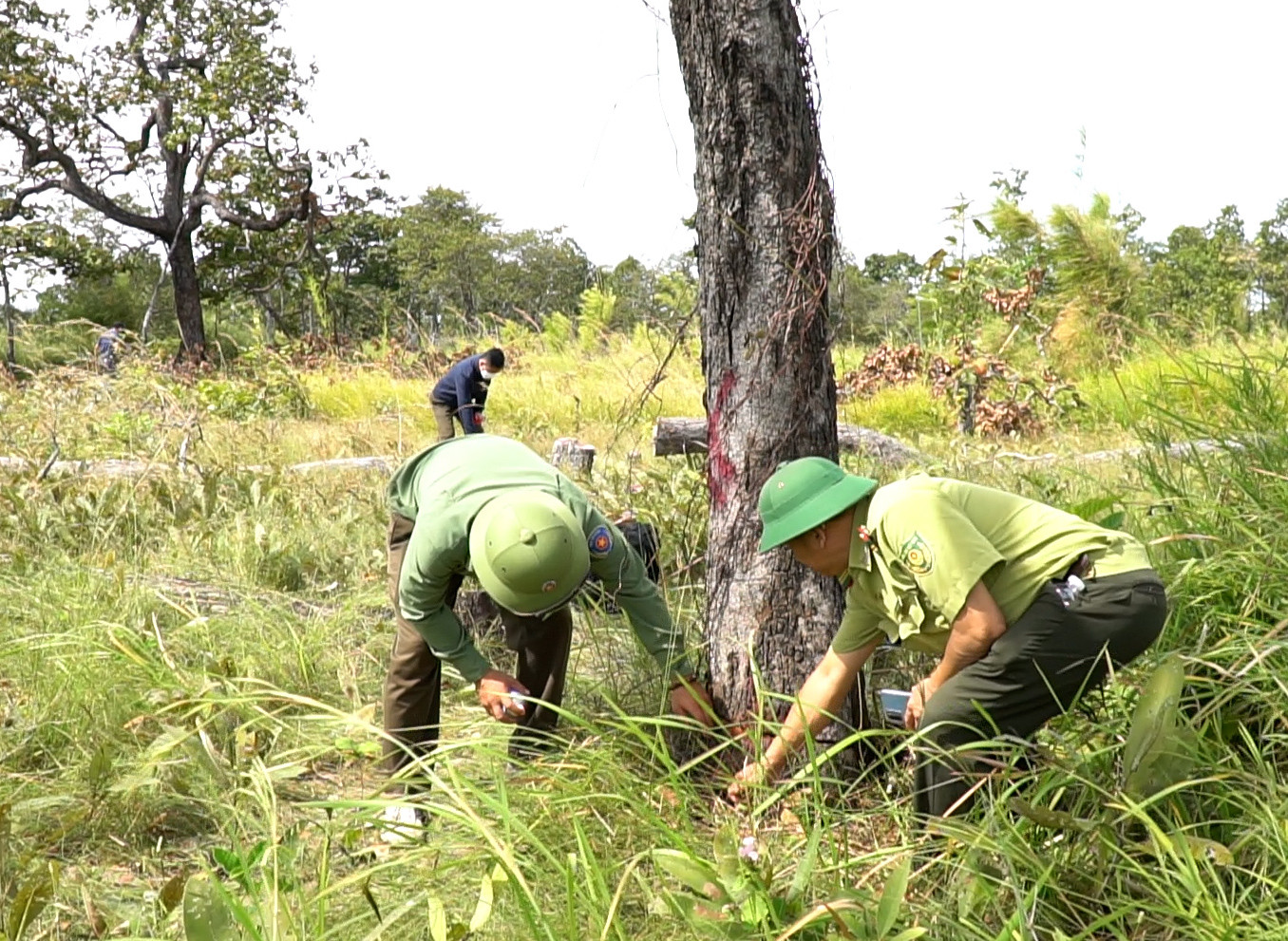 Kiểm lâm huyện Chư Prông kiểm tra một thân gỗ bị cưa một nửa