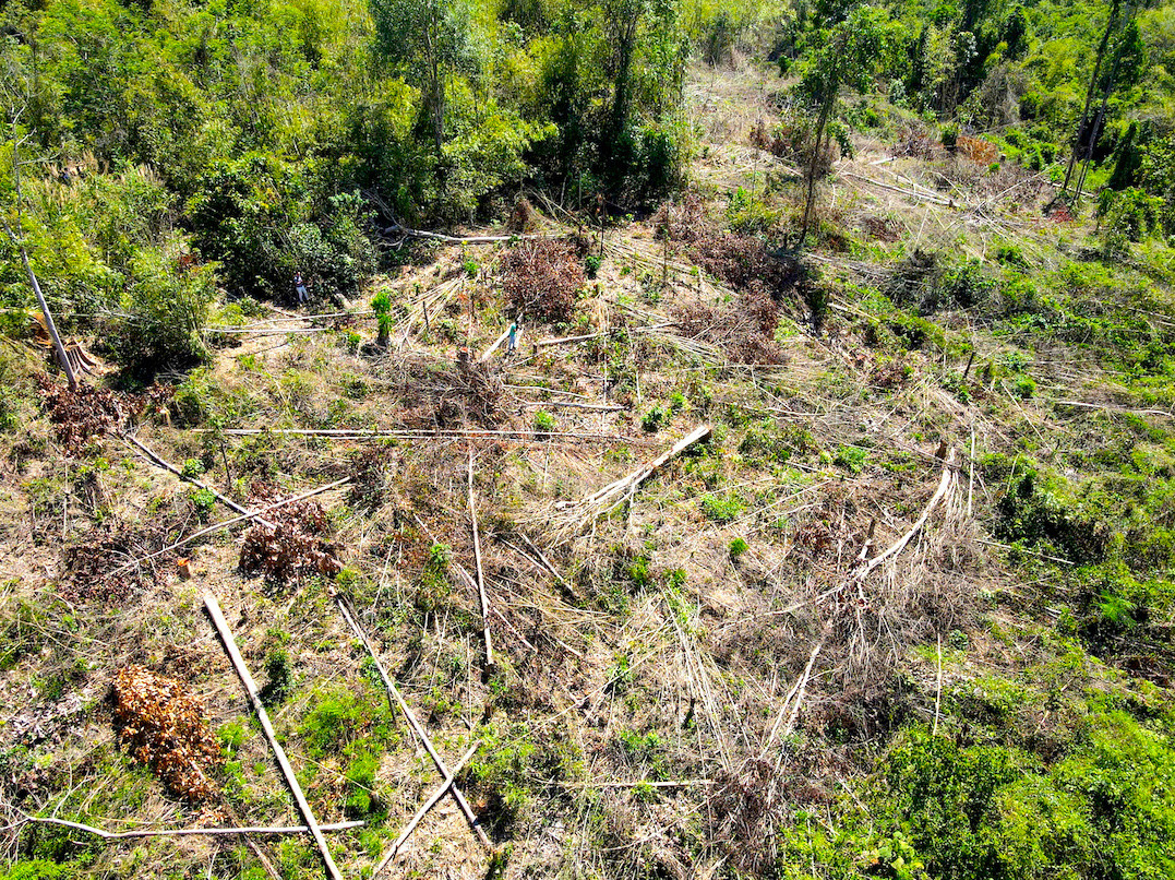 Hiện trường vụ phá rừng