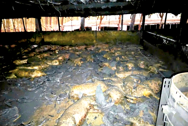 Bên trong trại heo bị cháy