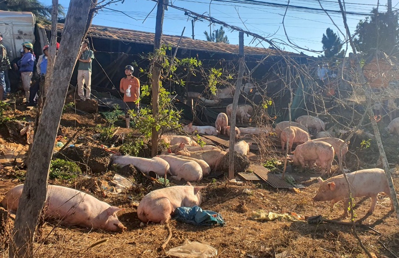 Vụ tai nạn khiến 30 con heo bị chết.