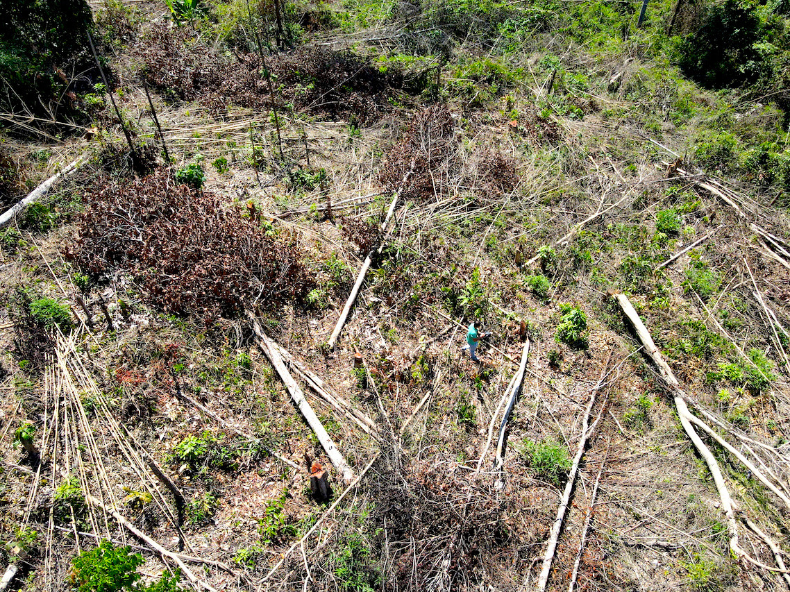 Hiện trường vụ phá rừng.