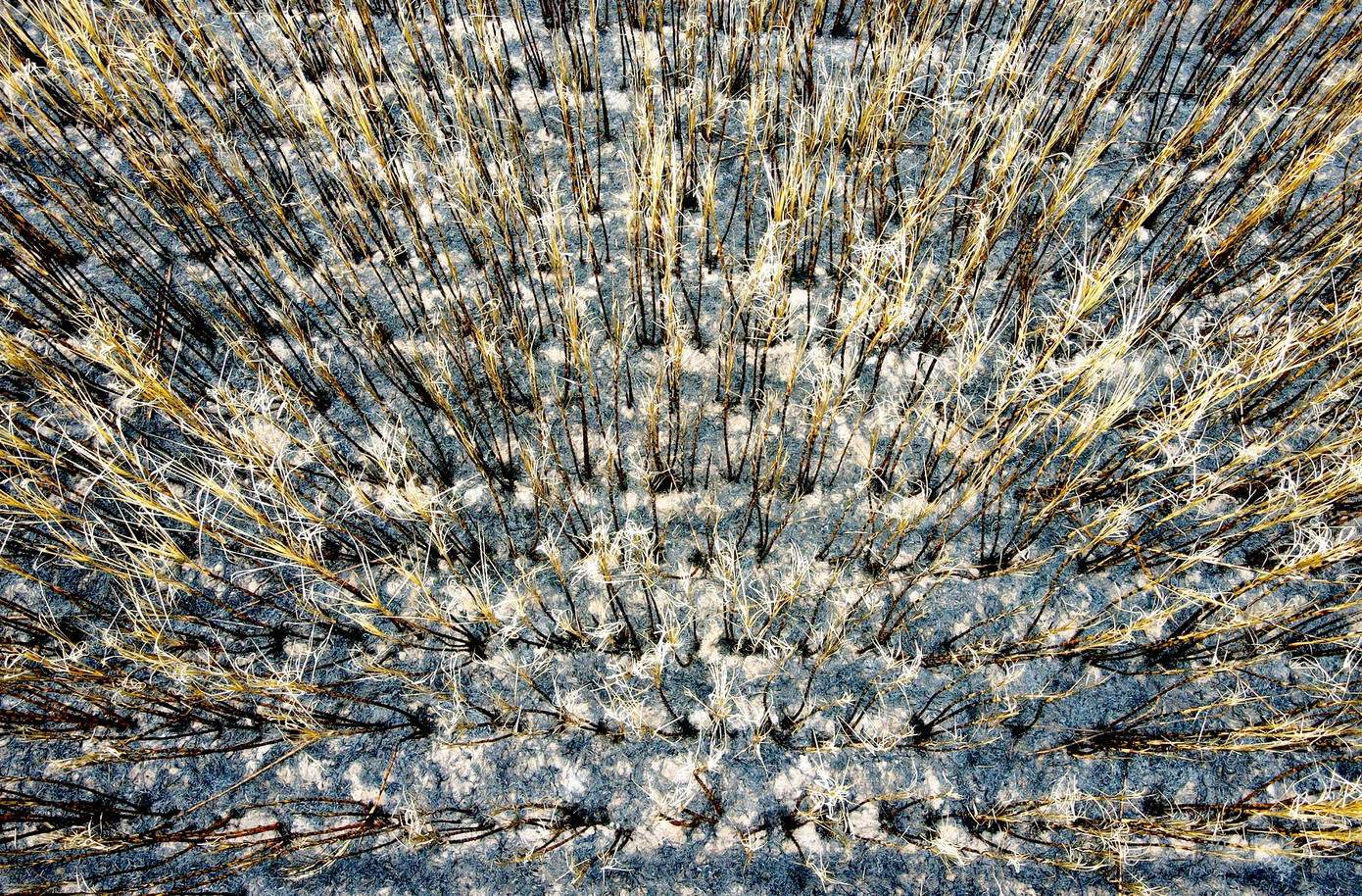 Các nhà máy sẽ ưu tiên thu mua sớm với các diện tích mía bị cháy cho người dân