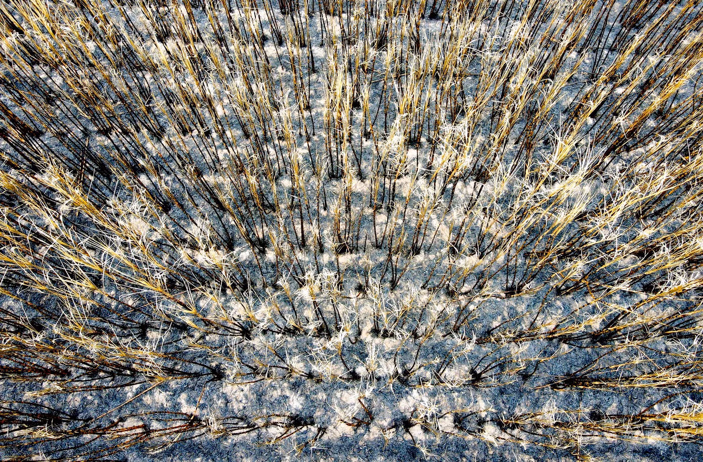 Các nhà máy sẽ ưu tiên thu mua sớm với các diện tích mía bị cháy cho người dân