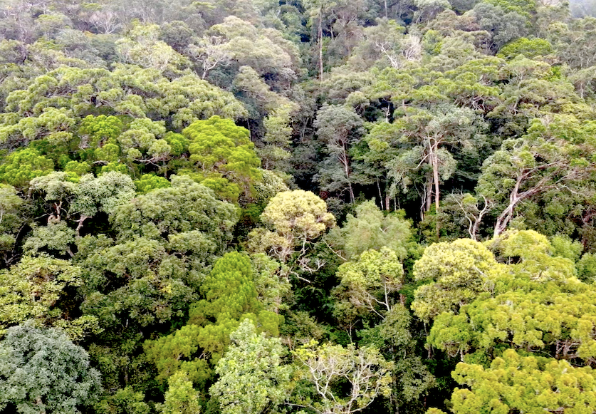 Những cây pơ mu lớn thường nằm ở vị trí hiểm trở, bờ vực sâu, chỉ có thể đứng từ xa quan sát chứ không có cách tiếp cận vì rất nguy hiểm.