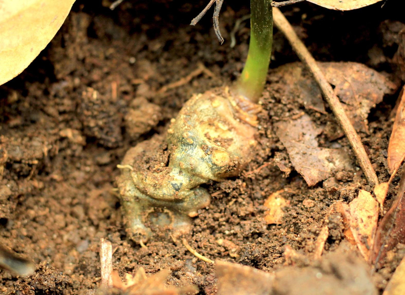 Củ sâm Ngọc Linh