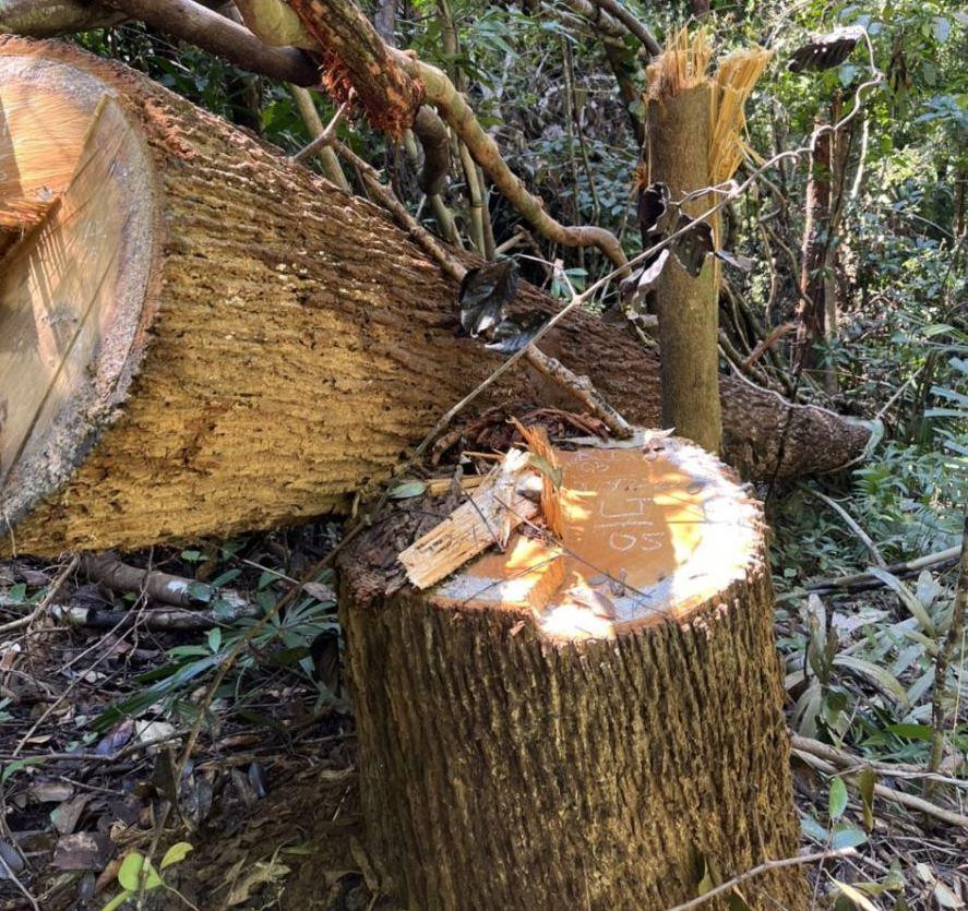 Một số thân gỗ bị cưa hạ tại hiện trường. Một số thân gỗ bị cưa hạ tại hiện trường.