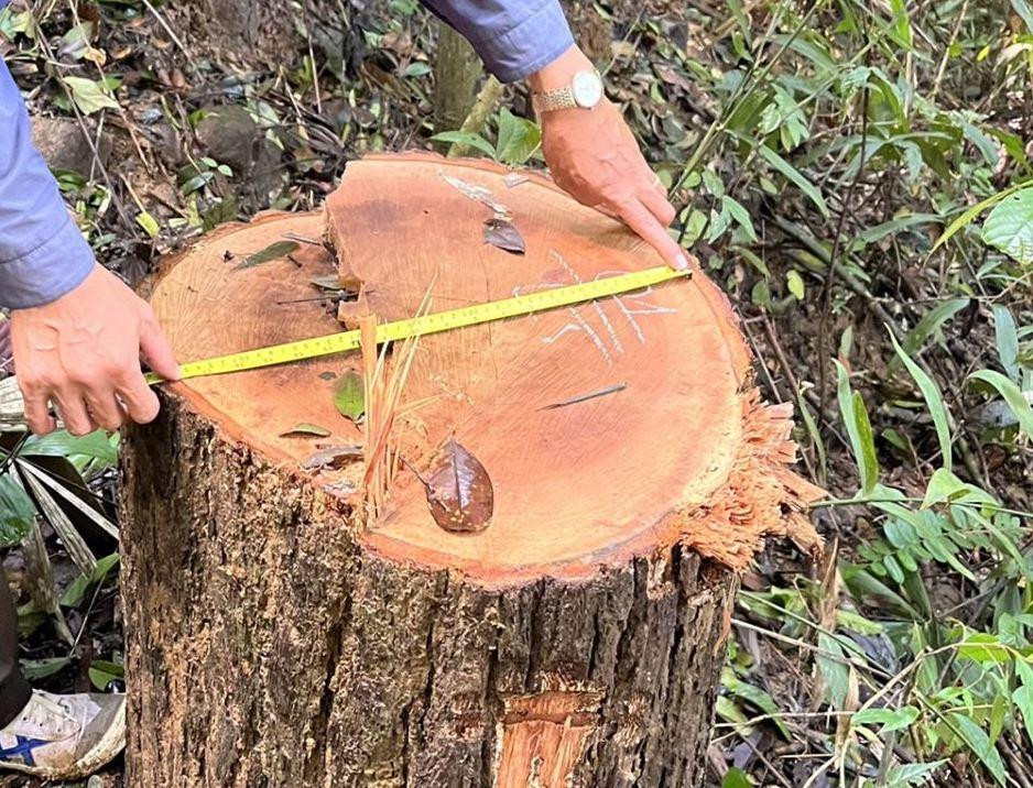 Một số thân gỗ bị cưa hạ tại hiện trường. Một số thân gỗ bị cưa hạ tại hiện trường.