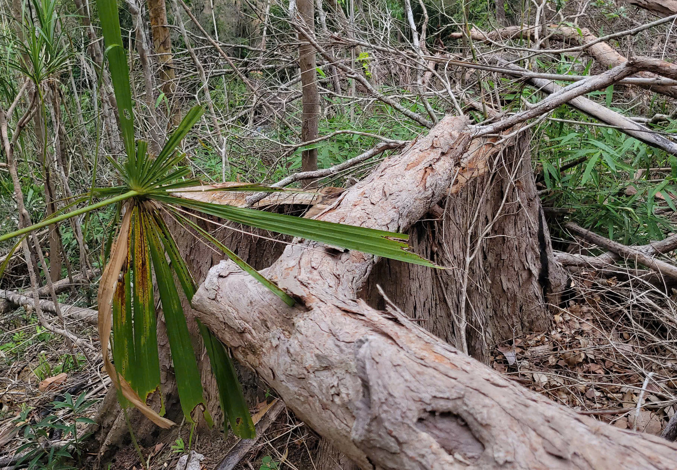 Hàng loạt thân gỗ lớn nhỏ bị đốn hạ nằm ngổn ngang, có thân gỗ hơn một người ôm.