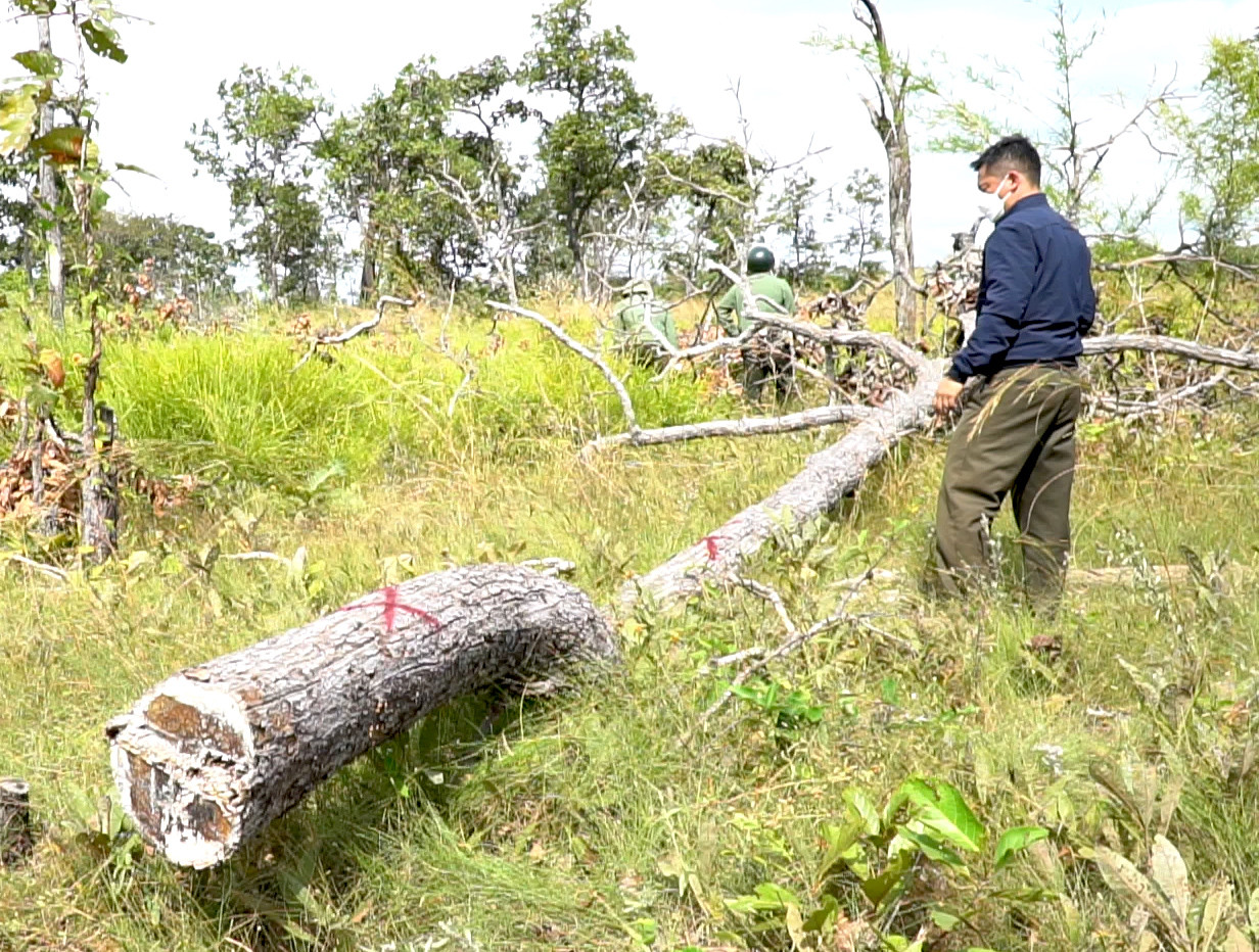 Các thân gỗ bị đốn hạ nằm rải rác thuộc khu vực rừng do Ban Quản lý rừng phòng hộ Ia Meur và xã Ia Mơ quản lý