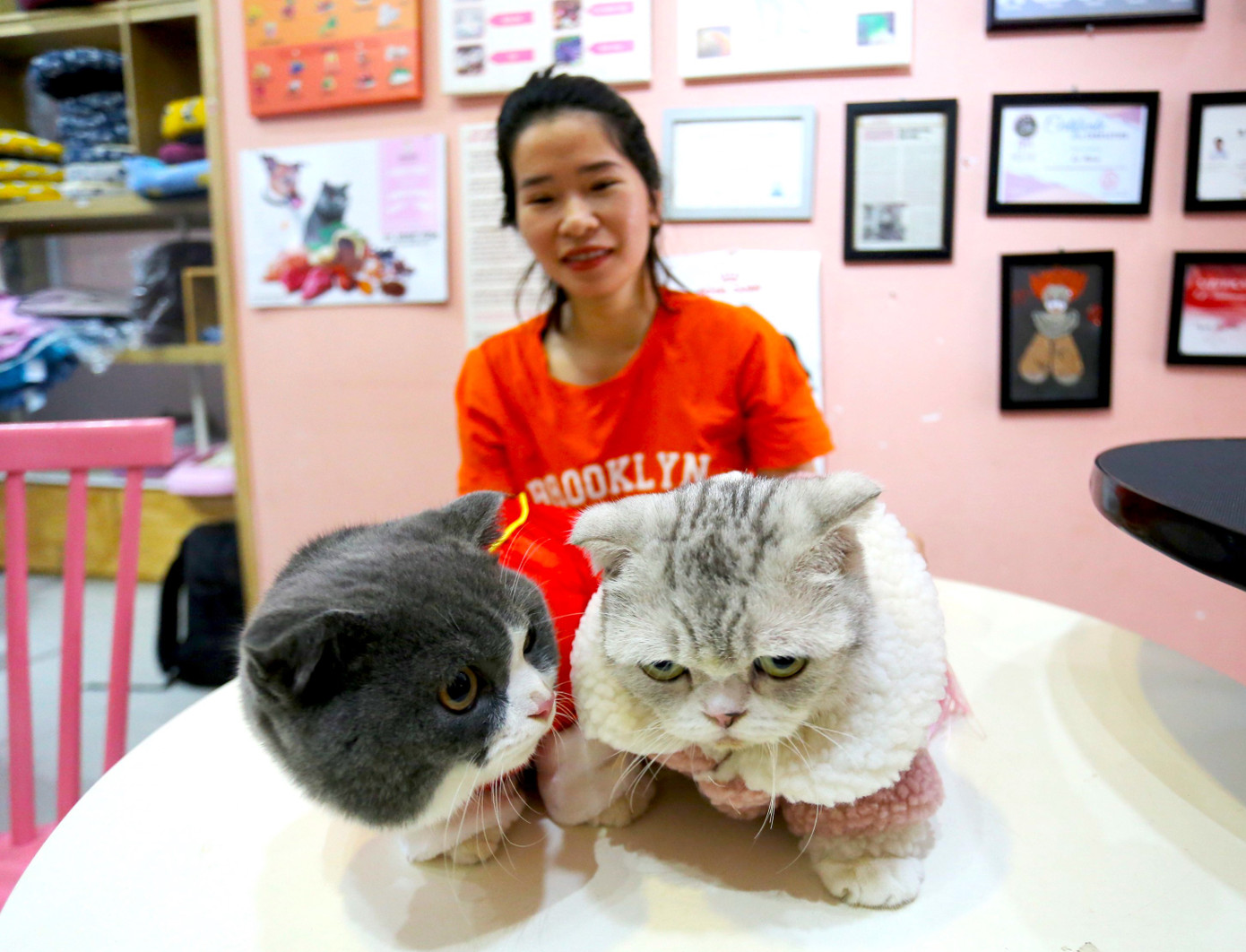 Những chú mèo ở quán cà phê được chủ chăm sóc, mang đến làm bạn với nhau. Những chú mèo ở quán cà phê được chủ chăm sóc, mang đến làm bạn với nhau.