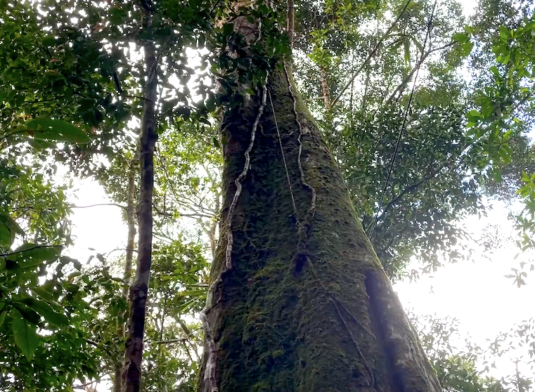 Giữa khu rừng già âm u, hơi sương mờ ảo, ẩm ướt là hình ảnh những cây pơ mu cổ thụ khổng lồ, đầy rêu xanh.