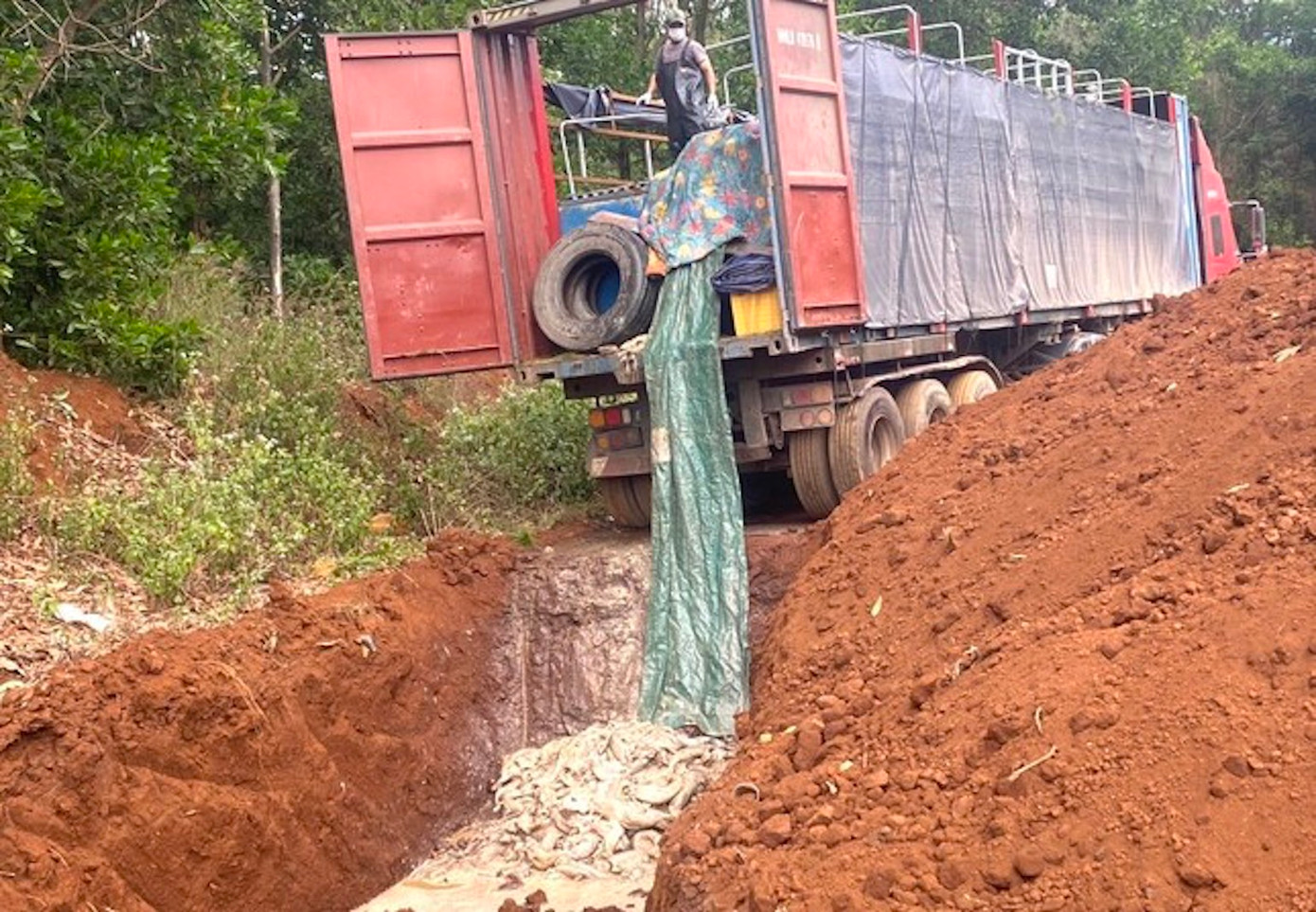 5,5 tấn cá tầm đã được tiêu huỷ để đảm bảo an toàn và vệ sinh môi trường