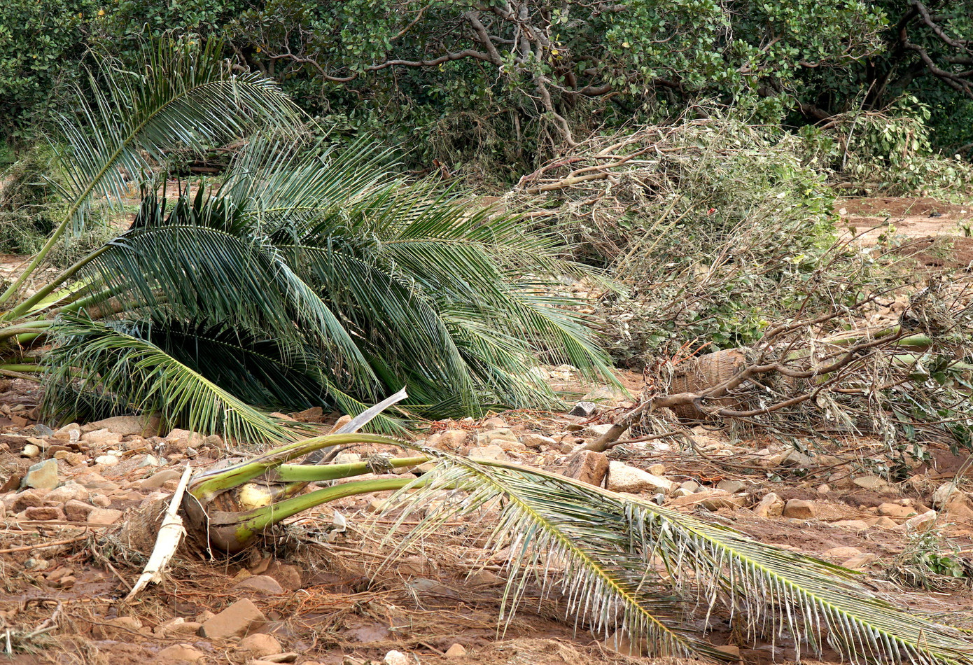 Cây trồng lâu năm của người dân bị dòng nước lớn cuốn, đổ ngã