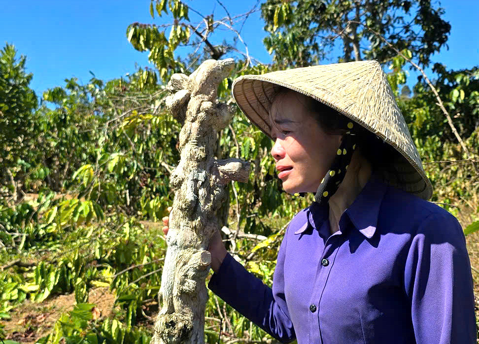 Chị Thanh khóc nghẹn khi chứng kiến vườn cà phê, hồ tiêu bị phá