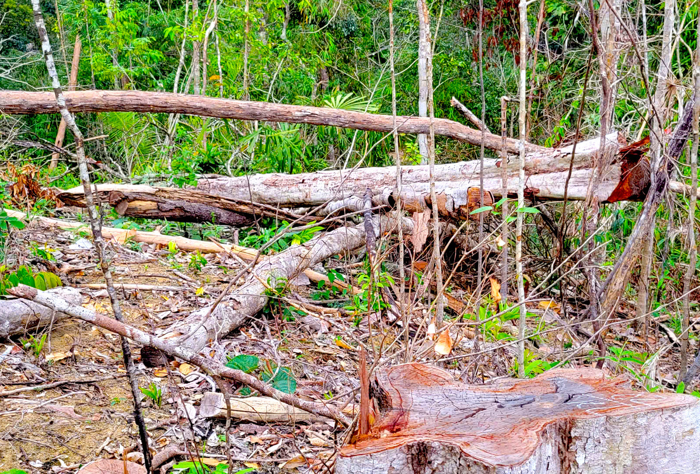 Khu vực xảy ra sự việc nằm khá xa, từ đường lớn vào phải đi bộ khoảng 20km để tiếp cận.