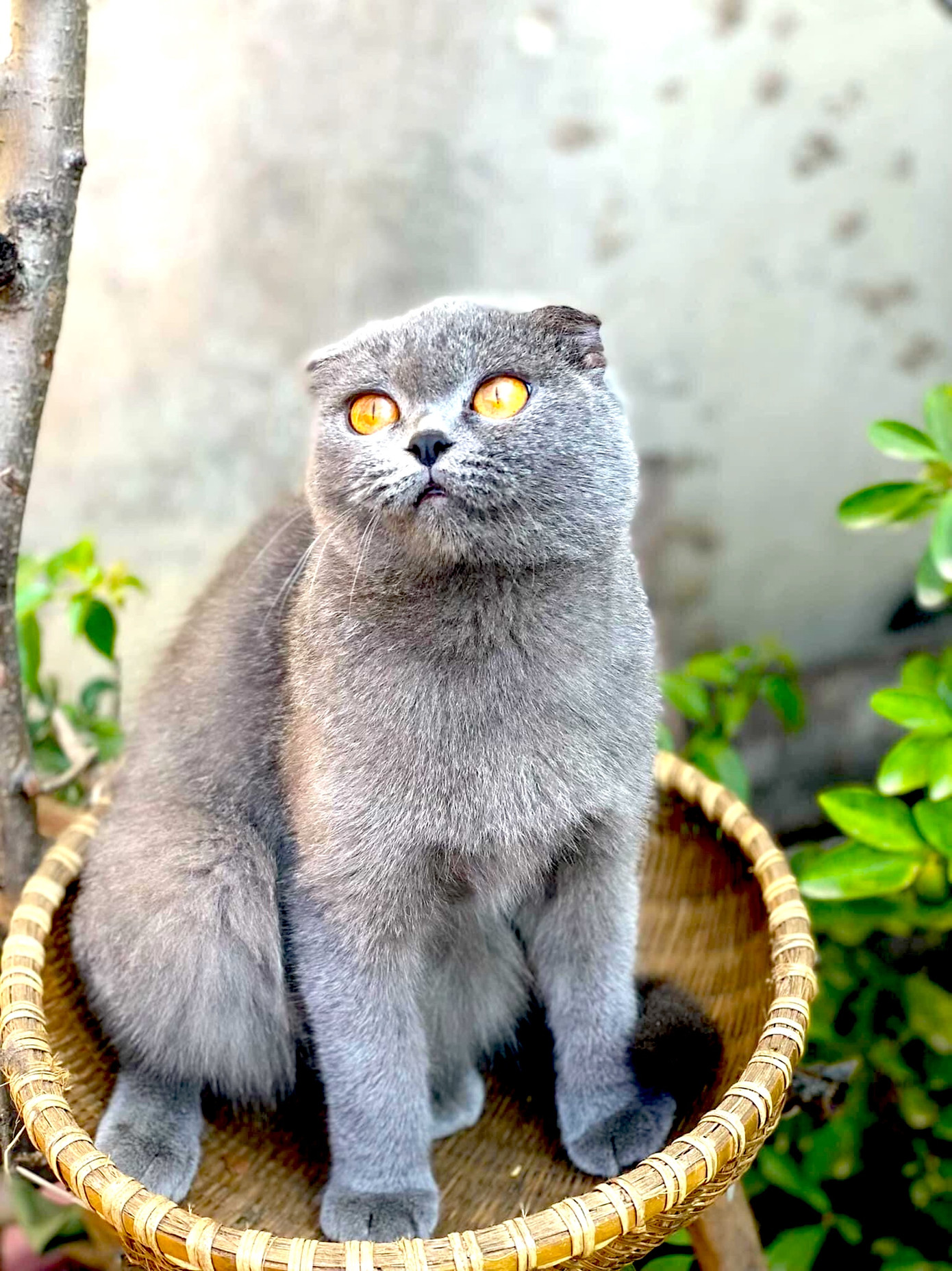 Chú mèo Anh lông ngắn xám xanh tai cụp của chị Phượng Chú mèo Anh lông ngắn xám xanh tai cụp của chị Phượng