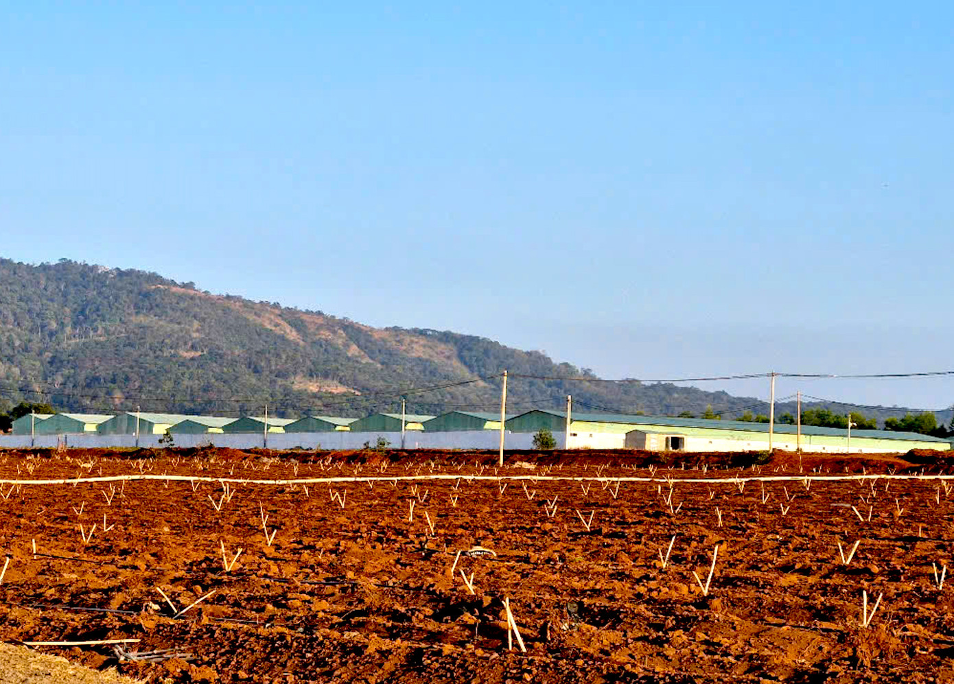 Cơ quan chức năng đã kiểm tra tại trại chăn nuôi lợn Kon Thụp