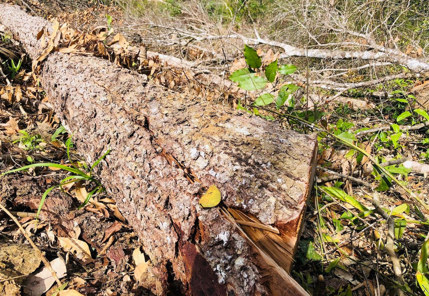 Ông Mai Xuân Mậu - Chủ tịch UBND xã Măng Cành cho biết, đây là vụ việc nghiêm trọng nên lãnh đạo Huyện ủy, UBND huyện đã có văn bản chỉ đạo lực lượng khẩn trương xác minh.