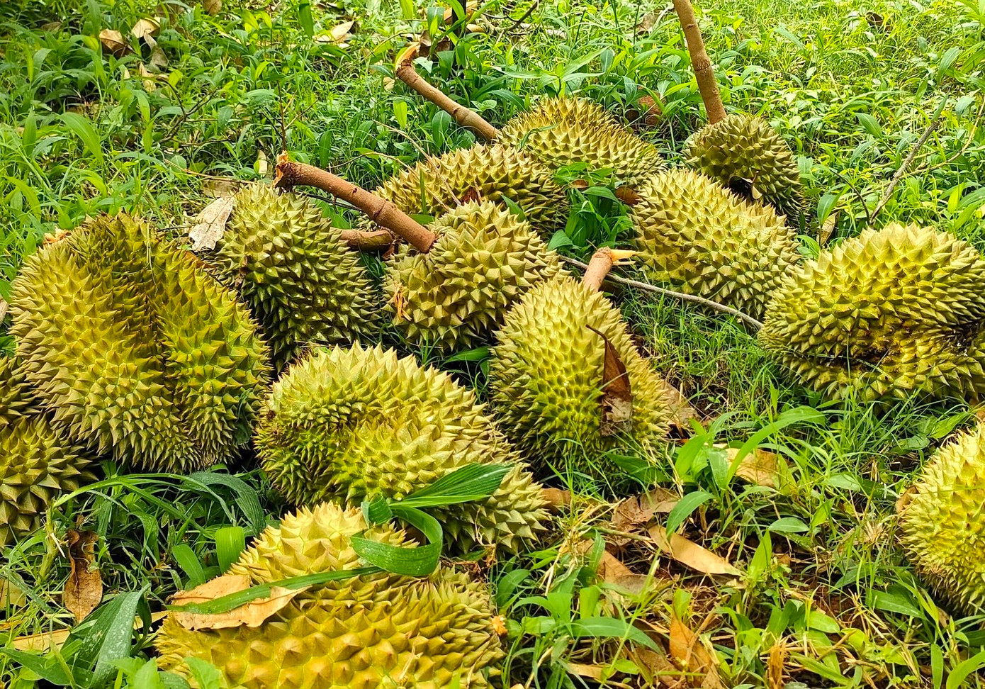 Sầu riêng đến thời điểm thu hoạch bị mưa lớn và gió gây thiệt hại