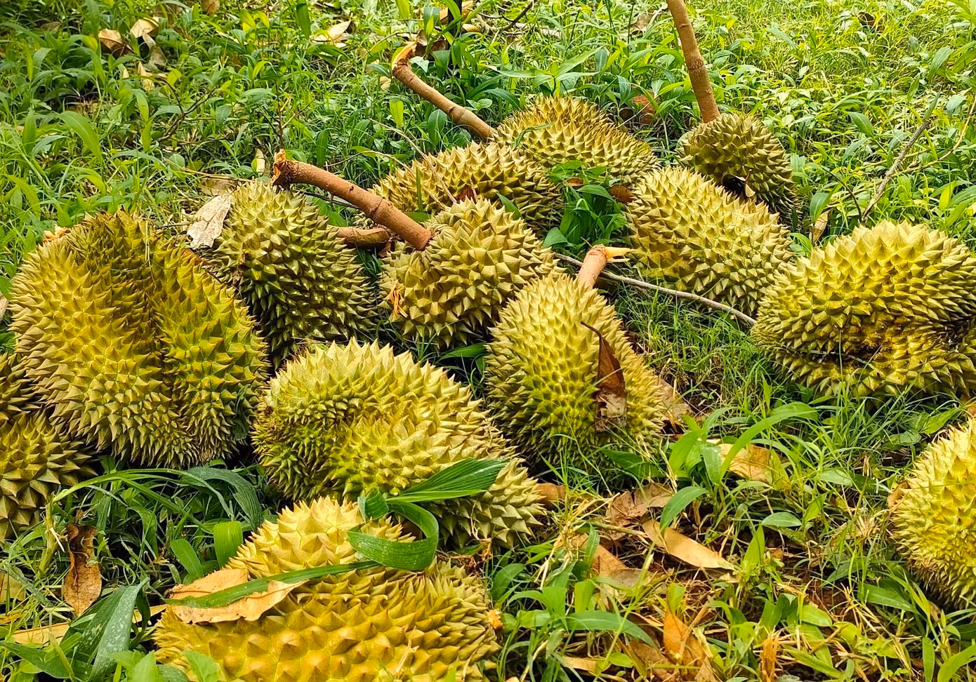 Sầu riêng đến thời điểm thu hoạch bị mưa lớn và gió gây thiệt hại