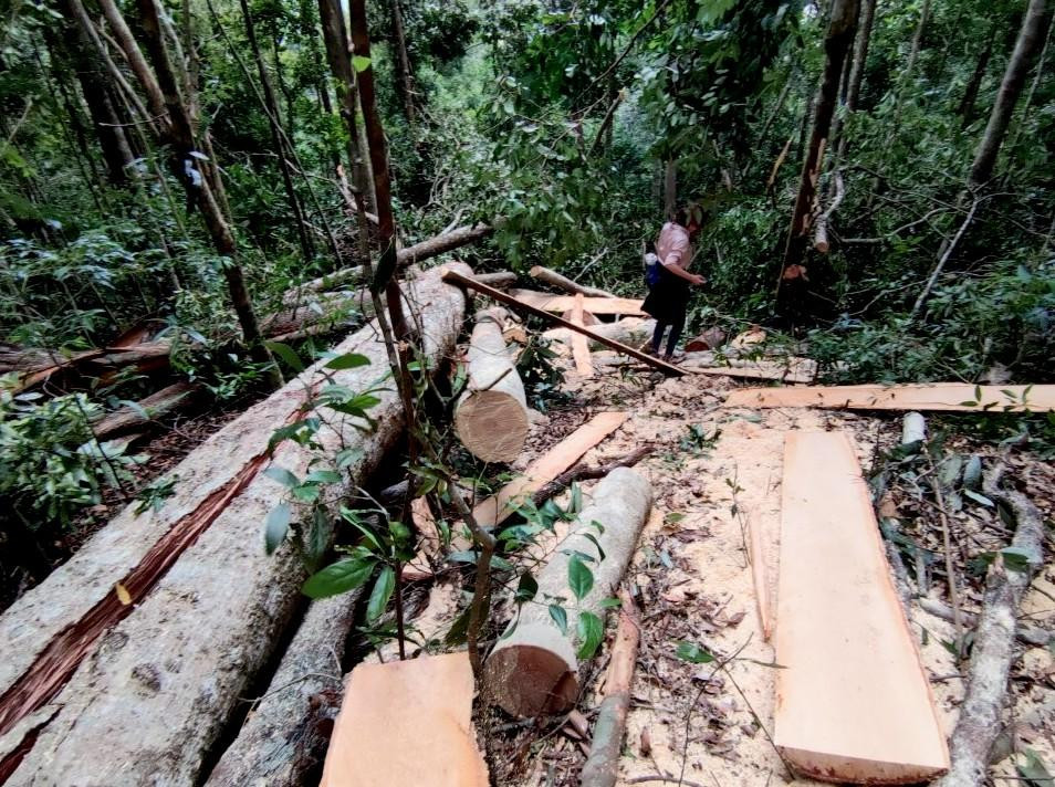Nhóm phóng viên phát hiện hàng chục cây gỗ lớn bị đốn hạ ngổn ngang