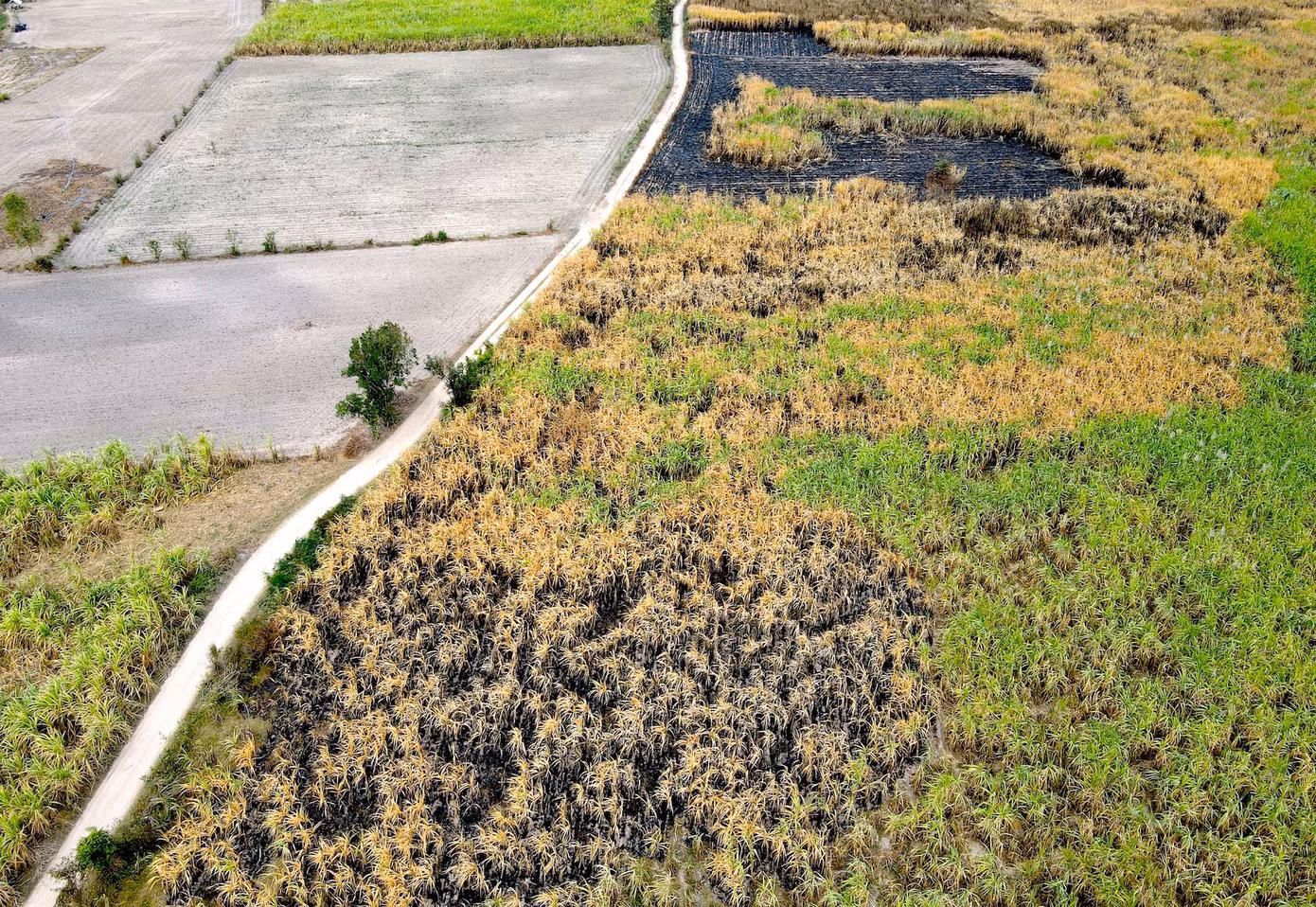 Để phòng cháy, các địa phương hiện đều huy động lực lượng tham gia cứu chữa, giảm thiểu thiệt hại cho người dân; liên hệ với các công ty, nhà máy đường để ưu tiên thu mua diện tích mía thiệt hại.