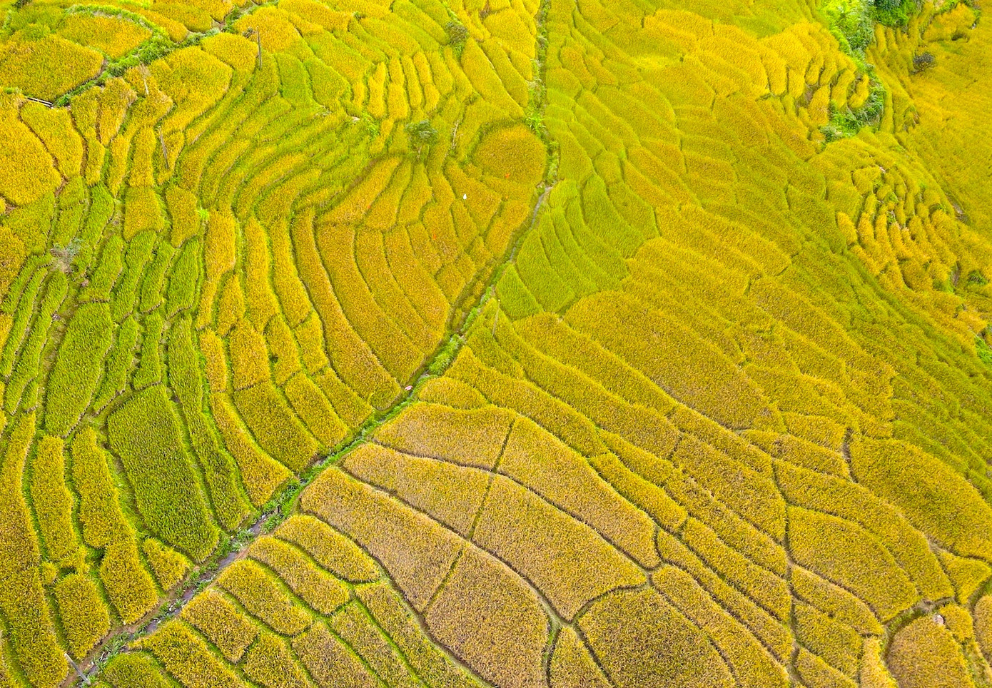 Từng ô lúa như những mảng mật ong khổng lồ Từng ô lúa như những mảng mật ong khổng lồ