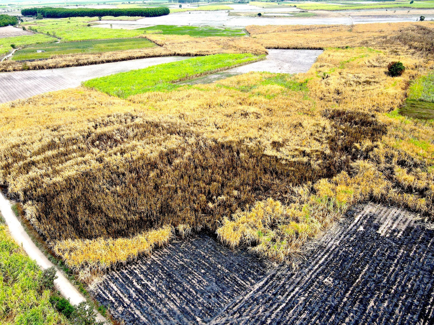 Trong vụ mía năm 2023, địa bàn tỉnh Gia Lai xảy ra 99 vụ cháy lớn, nhỏ của 205 hộ dân với tổng diện tích hơn 315ha.