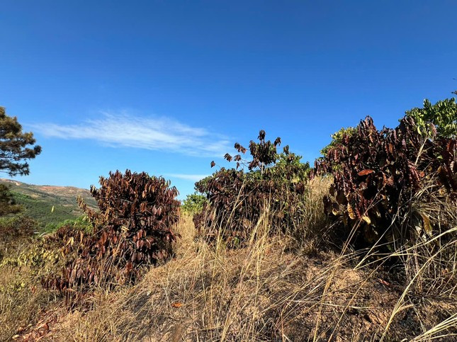 Hơn 300 cây cà phê đã bị thiêu rụi, không còn khả năng khôi phục