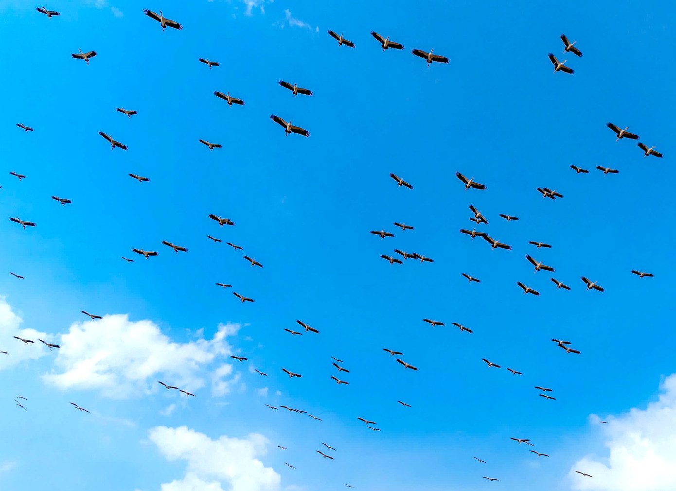 Cò nhạn là một loài chim thuộc họ hạc, có tên gọi khác là cò ốc. Ảnh: Phạm Quý Cò nhạn là một loài chim thuộc họ hạc, có tên gọi khác là cò ốc. Ảnh: Phạm Quý